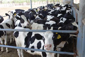 008PG����(�й���)-�ٷ���վ