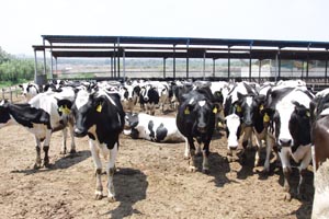 008PG����(�й���)-�ٷ���վ